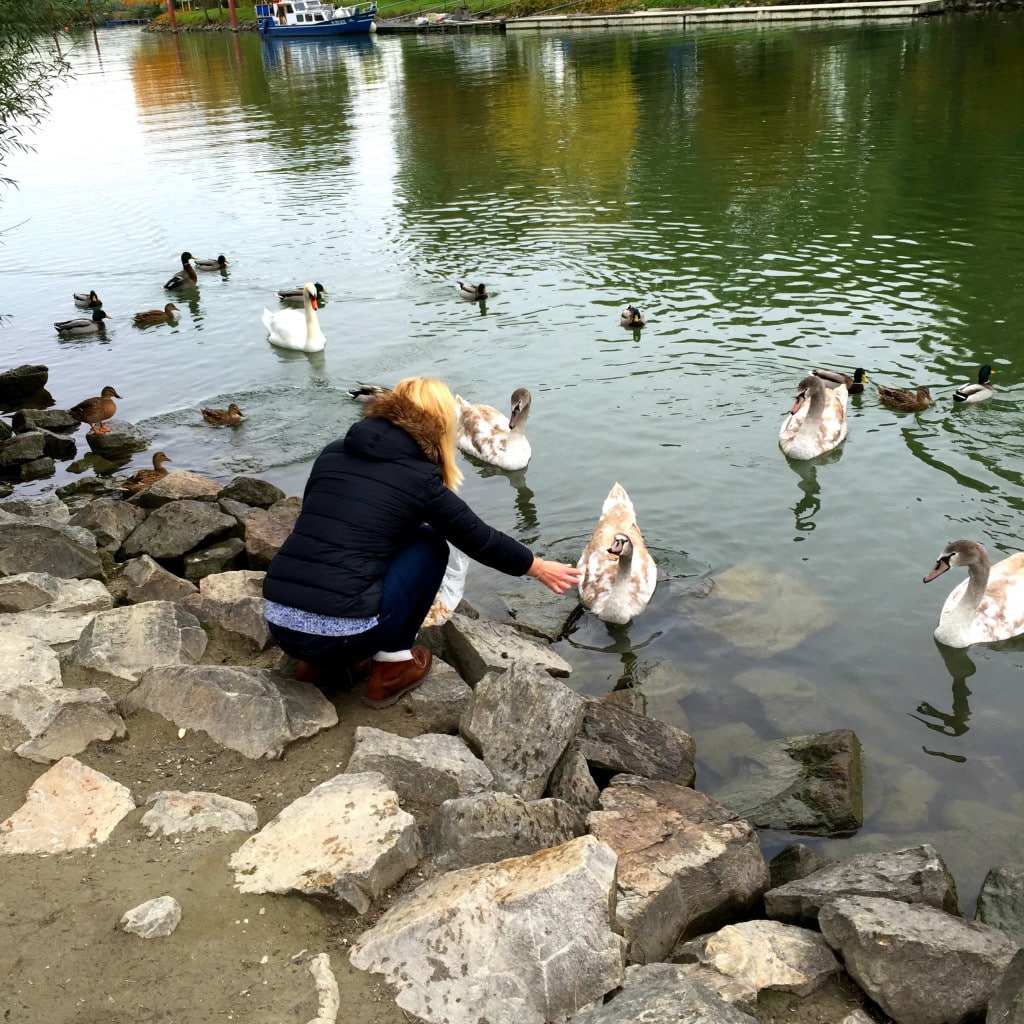 Mädchen blond füttert junge Schwäne Enten füttern meine Lieblinge