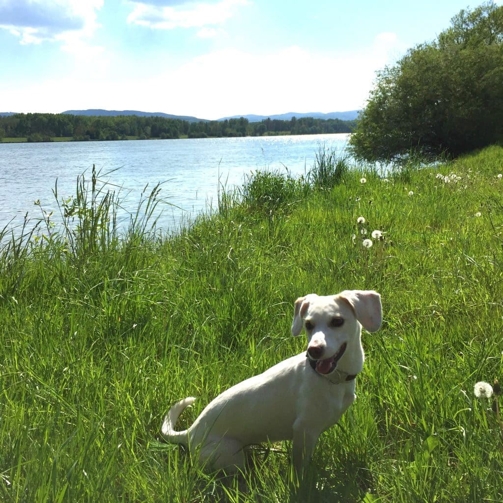 Meine Lieblinge Pippa an der Donau