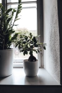 Mein Dschungel - Grüne Zimmerpflanzen Liebe